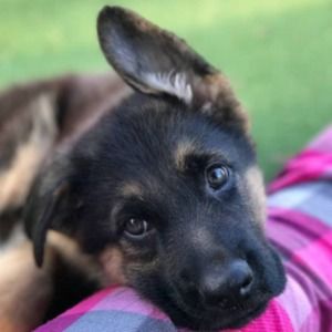 Meet your Posher, Mia